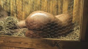 There are no hairy pets in this hutch, just scared girls