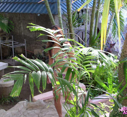 Long haired Filipino slut deeply suck a cock before cumfaced